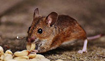24 Hour & Emergency Exterminators in Effie, MN